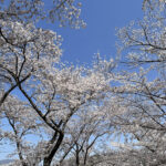 奈良県　大和郡山市小泉駅前美容室SWEET ROOM 春ですね♪